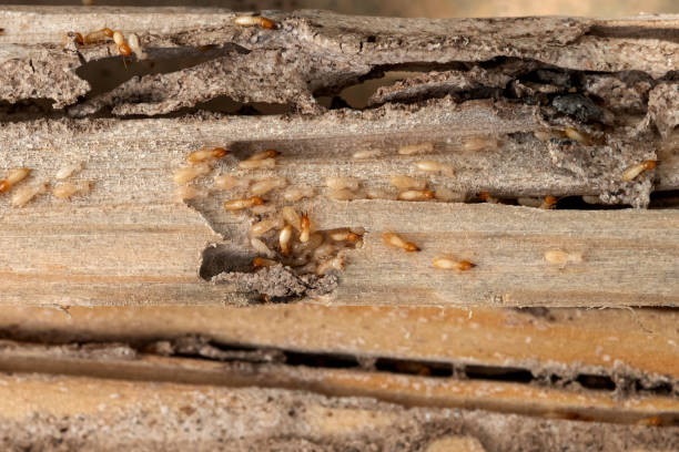 Best Affordable Pest Control Services  in Uvalde Estates, TX