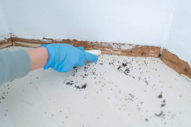 Best Termite Control Services  in Uvalde Estates, TX